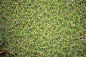 Image result for Azolla pinnata