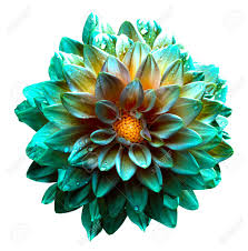 There were no (weren't any) mistakes in his work. Surreal Wet Dark Turquoise And Yellow And White Flower Dahlia Stock Photo Picture And Royalty Free Image Image 53080720