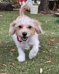 Edit: Adopted 🩷Kiwi who is a 7 month old terrier is ready to run into your  life!!! She gets along with other dogs and is house trained.  https://form.jotform.com/242325895637164