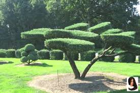 Bonsai Trees Photography Gartenbonsaigartengestaltungbonsaibonsaigartenjapanesegardenazaleeazalea Gartenbonsai Garte Bonsai Tree Topiary Garden Garden Trees