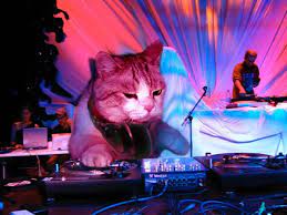 Cat Dj Cats Funny Cat Pictures Crazy Cats