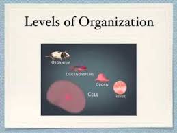 Levels Of Organization Cells Tissues Organs Organ Systems And Organisms Levels Of Organization Biology Biology Activity Middle School Science Resources