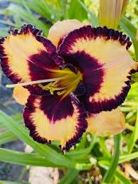 We did not find results for: Daylilies Hemerocallis Lakehouse Nursery