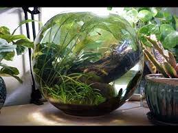 Not all plant pots are safe for storing drinking water. Best Fish Bowl Ever Floral District And Diy Planters Youtube