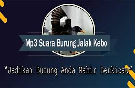 Lihat ide lainnya tentang burung, jalak, burung sikatan. Suara Burung Jalak Kebo Fur Android Apk Herunterladen