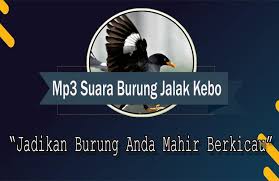 Untuk selanjutnya mari kita menuju. Suara Burung Jalak Kebo For Android Apk Download