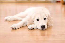 Luxury White Lounge Animal Print Google Search Pets Dogs Irresponsible Dog Owners