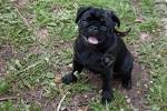 95 Best Chinese Pugs images | Pugs, Pug love, Chinese pug