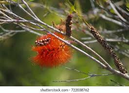 Image result for Melaleuca lateritia