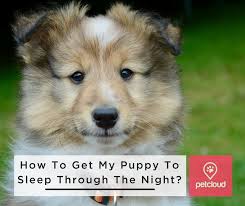 How do i get my puppy to sleep? How Do I Get My Puppy To Sleep Through The Night