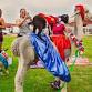 Goat Yoga: Top Arizona Activity with Alpacas