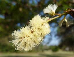 Image result for Acacia nigrescens
