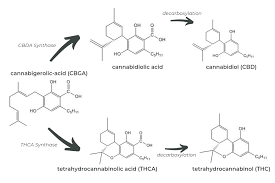 Decarboxylation 101 A Guide To More Effective Medicine