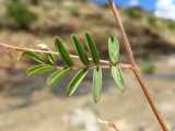 Image result for Indigofera vicioides