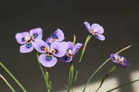 Image result for Moraea carsonii