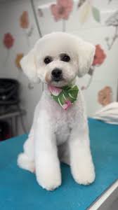 Looking for dog training (Washington only)