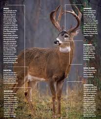Deer Anatomy Lesson How Buck Scent Glands Really Work Deer Hunting Deer Deer Hunting Tips