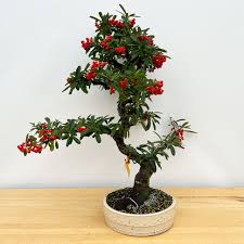 Image result for Pyracantha