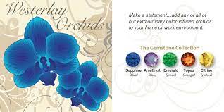 Westerlay Orchids Gemstones Orchids Phalaenopsis Orchid Phalaenopsis