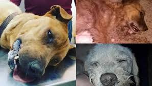 Marín el góber precioso que estuvo prófugo por dos años. Mueren Perros En Albergues Por Comer Alimento Envenenado De Peso Yucatan