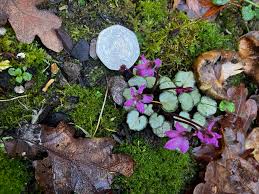 Image result for Cyclamen parviflorum
