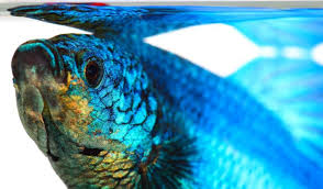 Betta Fish Water Guide What Type What Parameters Treatments