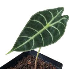 A perennial tuber coming from the tropical swamplands under family araceae. Alocasia Longiloba Lowii Elephant S Ear Growing Garden Manage Gfinger Is The Best Garden Manage App