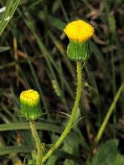 Image result for Crassocephalum picridifolium