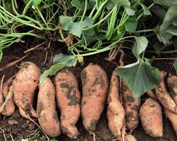 sweet potato growing guide