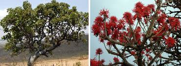 Image result for Vernonia kirungae