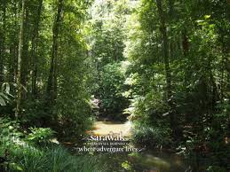 Dengan air terjun dan kolam terpencil yang tersebar di sekitar taman, terdapat banyak pemandangan indah untuk ditemui di bukit lambir yang indah dan. Spend A Day At Lambir Hills National Park Miri Sarawak