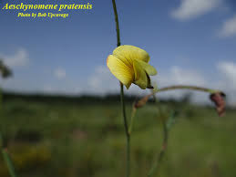 Image result for Aeschynomene cristata