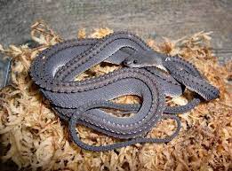 The Dragon Snake One Of The Worlds Rarest Snakes Follow Me Cooliphone6case On Twitter Facebook Google Instagram Linkedin Blogger Cute Snake Snake Reptiles