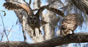What do owls usually eat? What Do Owls Eat Definitive Guide To 33 Types Of Owls Deep Analysis