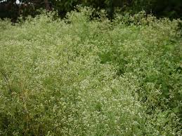 Image result for Parthenium