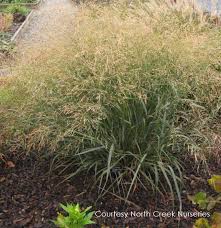 Image result for Panicum merkeri