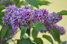 Naturehills.com has been visited by 10k+ users in the past month Syringa Vulgaris Sensation Lilac