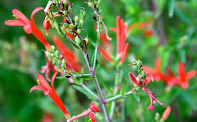 Image result for Aeollanthus ukamensis