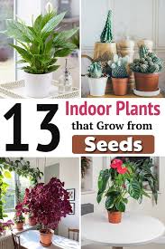 Sunflowers are not fussy plants, so just a little care can keep these flowers. 14 Indoor Plants That Grow From Seeds Plants Indoor Plants House Plants For Sale