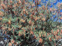 Image result for Albizia brevifolia
