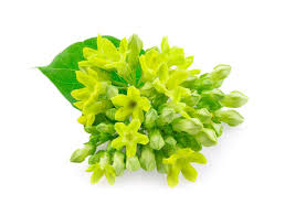 Image result for Telosma