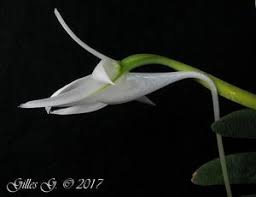 Image result for Angraecum cultriforme