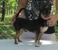 Pin En Famosos Y Perros
