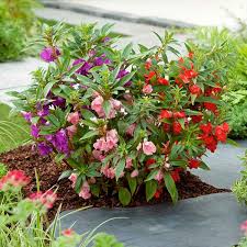 Image result for Impatiens burtonii