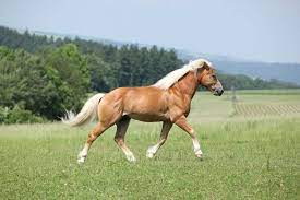 C'est tellement fascinant de dessiner avec des crayons de couleur, des feutres ou même avec des bâtons de craie et. Palomino Couleur De Robe De Cheval