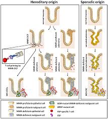 Eastern idaho spine, sports & rehab center provides stem cell and prp injections as a treatment option for patients experiencing chronic pain. Jcm Free Full Text Implications Of Hereditary Origin On The Immune Phenotype Of Mismatch Repair Deficient Cancers Systematic Literature Review Html