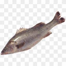 Best Free Fish Icon Clipart Salmon Fish No Background Hd Png Download 2107x1423 6295991 Pngfind Fish and chips fish pie sashimi fish fillet, salmon png. free fish icon clipart salmon fish
