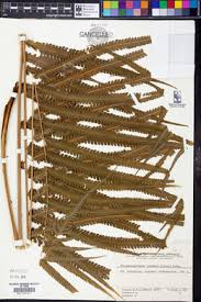 Image result for Menisorus pauciflorus