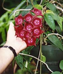 Brown flowers have become a favorite of gardeners in recent times. Hoya Flor De Cera Archboldiana Look How Big The Flowers Are Hoya Plants Hanging Plants Plants