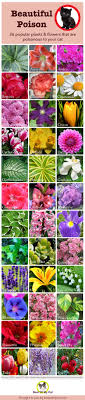 What plants are toxic to cats and dogs? Plants Poisonous To Cats Beautiful Flowers Toxic To Cats Infographic